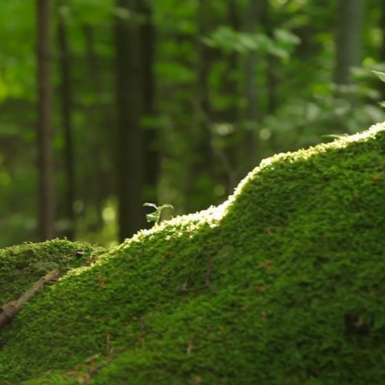 Film dokumentalno naukowy "Bory niemodlińskie - Ludzie i las"