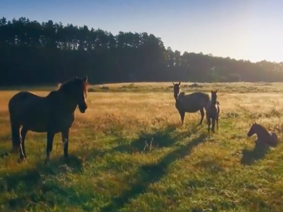 Film dokumentalno naukowy Konik polski